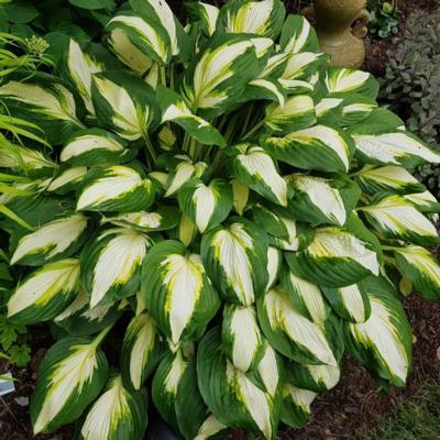 Hosta 'Vulcan'